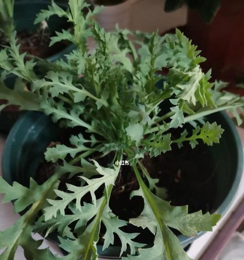虞美人盆栽怎么种植？虞美人盆栽的养护技巧有哪些？