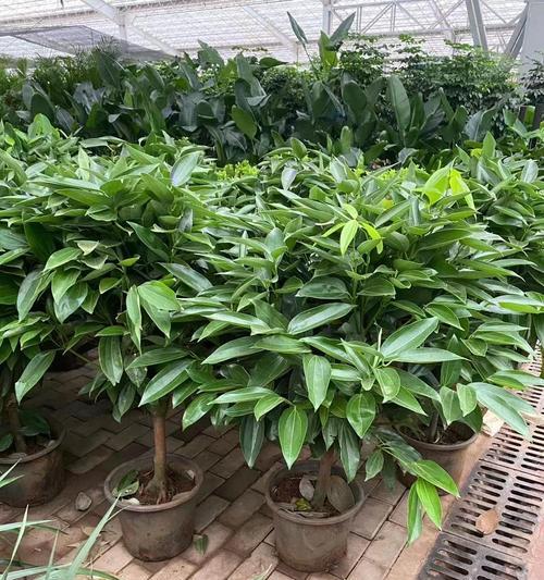 方形花卉盆栽中寓意好的有哪些？它们各自代表了什么？