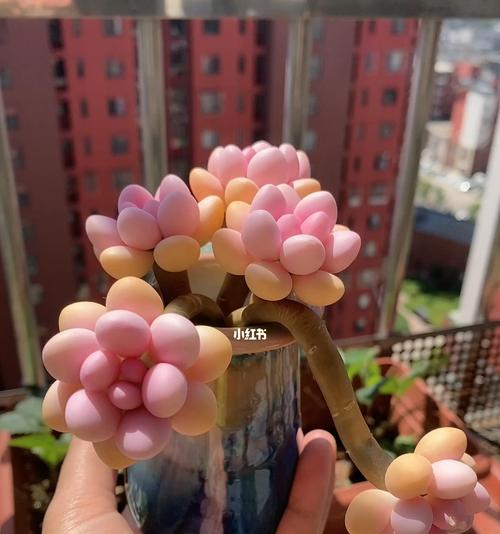 桃蛋盆栽的好处是什么意思？桃蛋盆栽有哪些寓意和好处？