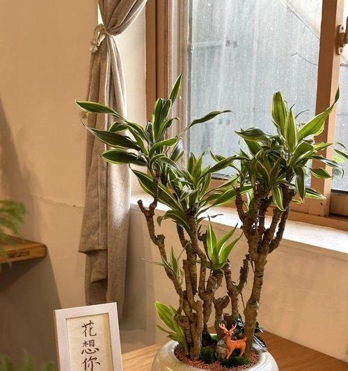 室内盆栽品味指南：哪些植物值得选择？