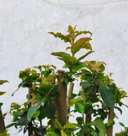 哪些植物具有抗痨特性？这些植物如何帮助健康？