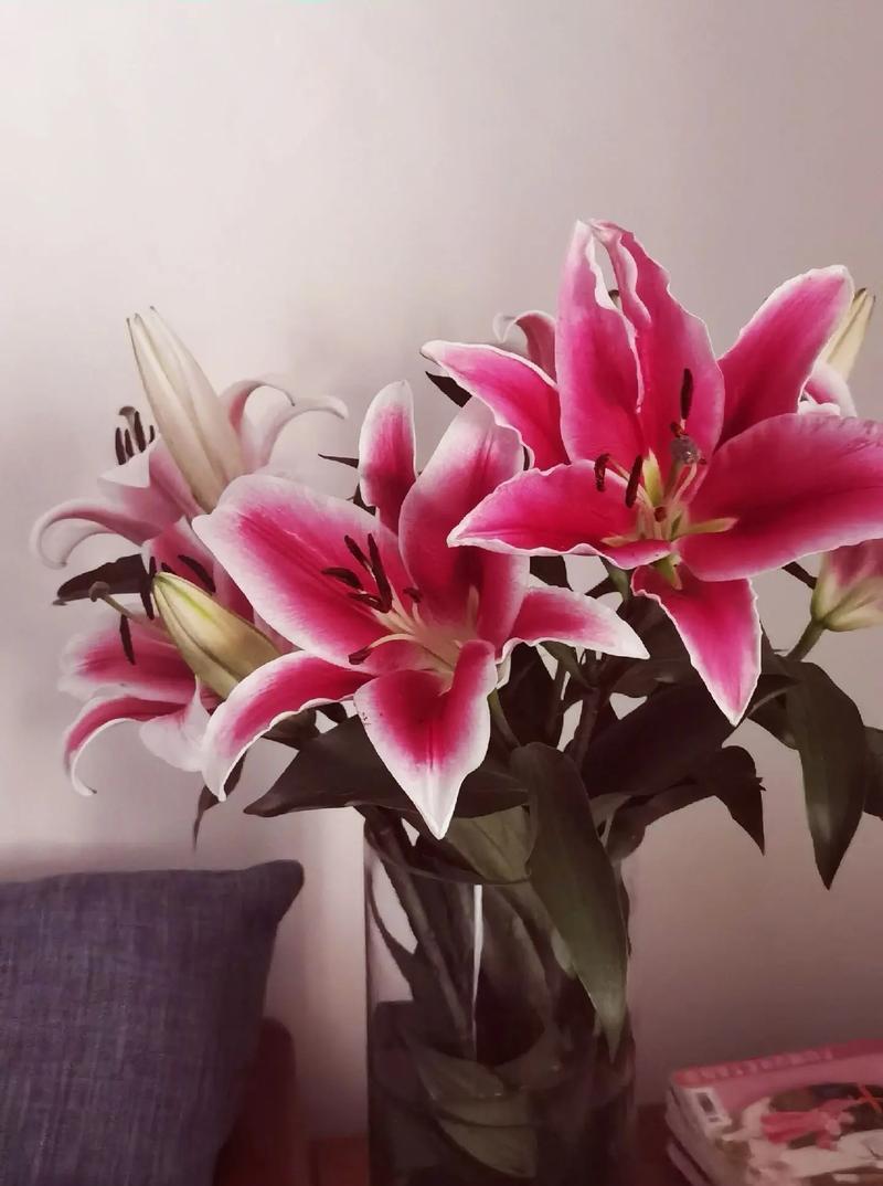 百合花语能用两个字概括吗？这两个字是什么？