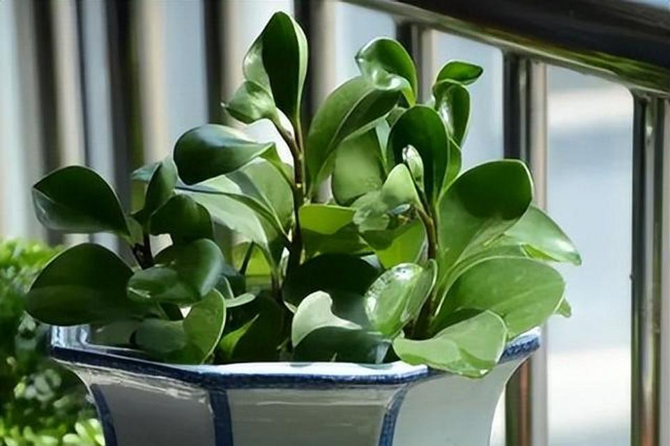 植物底盘积水如何处理？有哪些解决方法？