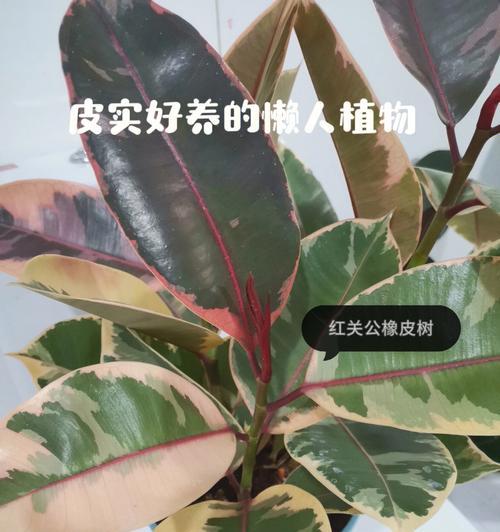 自种平价植物有哪些？如何在家中低成本种植？