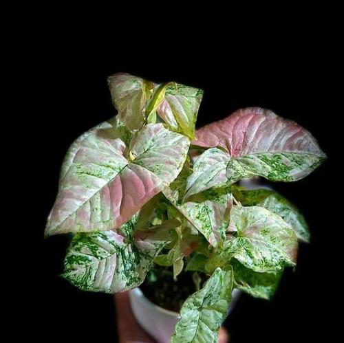自种平价植物有哪些？如何在家中低成本种植？