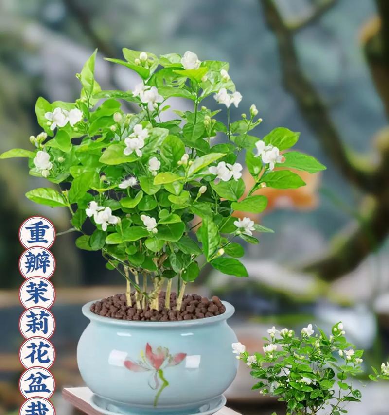 什么修饰盆栽植物最好看？如何打造美观的盆栽？
