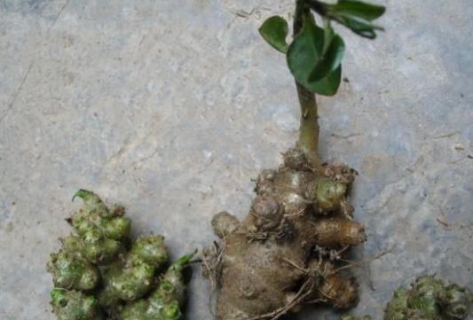 三七植物的外观特征是什么？它有哪些药用价值？