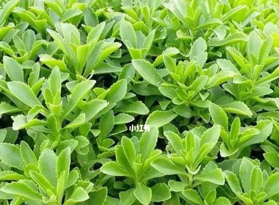 三七植物的外观特征是什么？它有哪些药用价值？