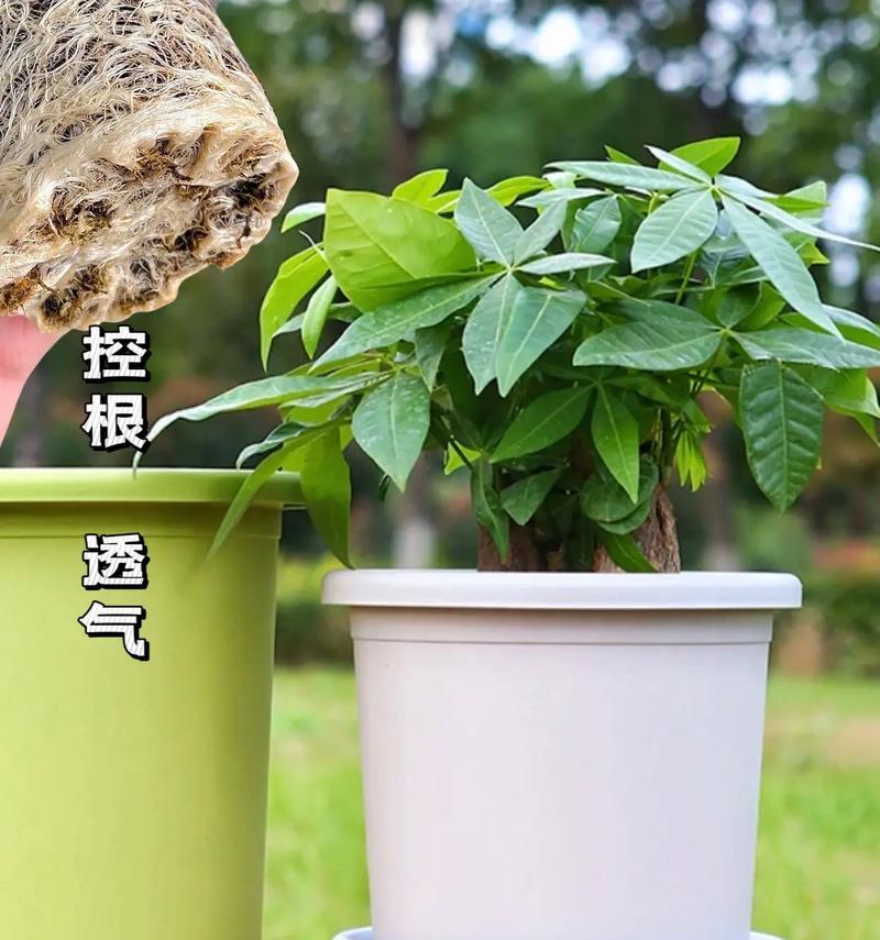 盆栽用加仑盆有什么好处？加仑盆的定义是什么？