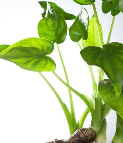 沙砾花园中常见的植物有哪些？