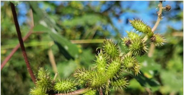 沙砾花园中常见的植物有哪些？