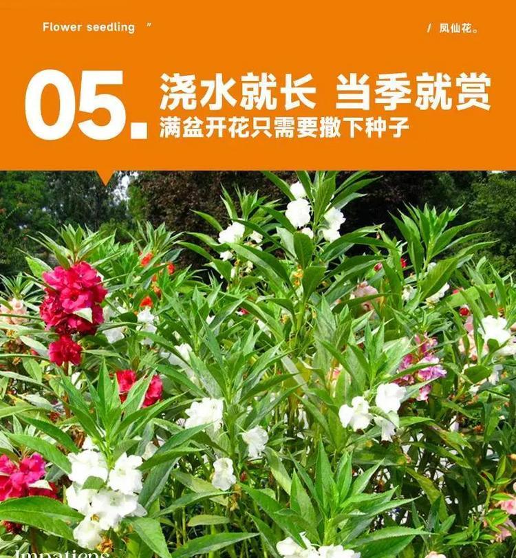 哪些花卉品种的种子生长迅速？如何加速它们的生长？