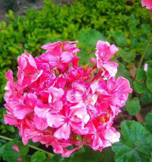 哪种植物象征勇敢？勇敢的植物花语是什么？