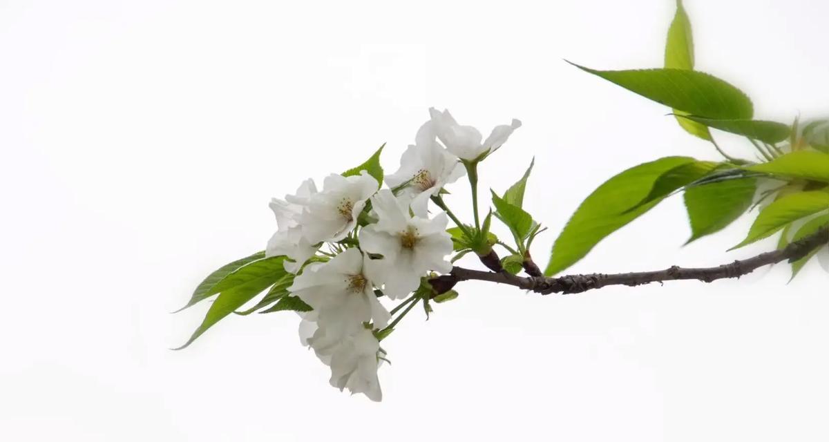 白樱花代表什么情感？花语背后的故事是什么？