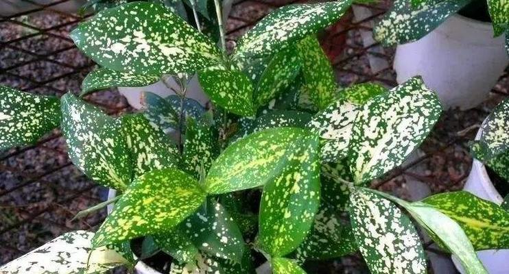 盆栽中带木的植物有哪些？它们的养护方法是什么？