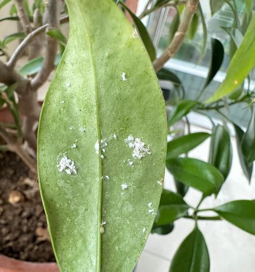 植物病害有哪些类型及其危害？