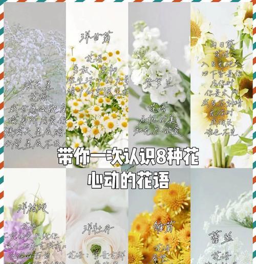 满天星什么花语？什么花的花语是必胜？