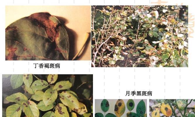 植物病害有哪些类型及其危害？