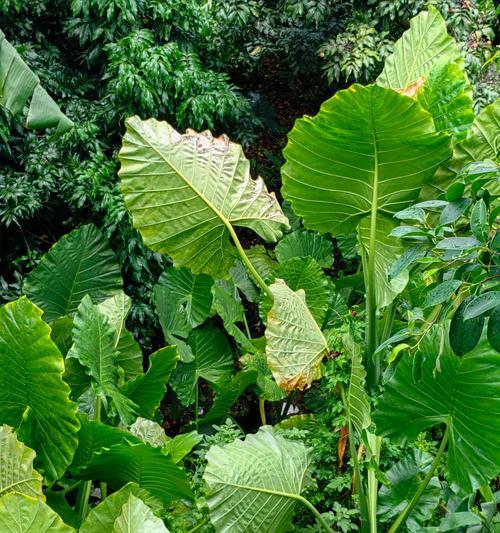 小型植物加湿器的正确使用方法是什么？它对植物有何好处？