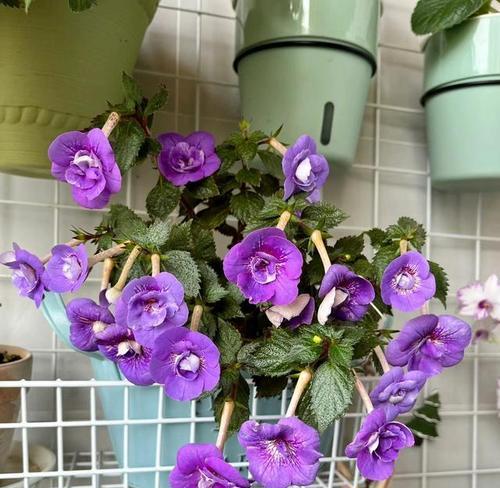 春天哪些植物会开出紫色花朵？紫色植物的象征意义是什么？