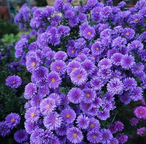 春天哪些植物会开出紫色花朵？紫色植物的象征意义是什么？