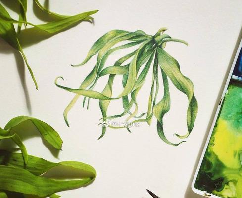 如何绘制农村彩色植物？有哪些绘画技巧？