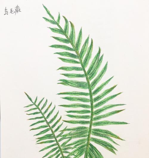 如何绘制农村彩色植物？有哪些绘画技巧？