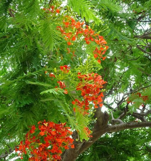 凤凰花的含义是什么？