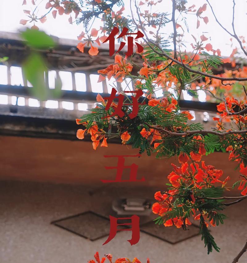 凤凰花的含义是什么？