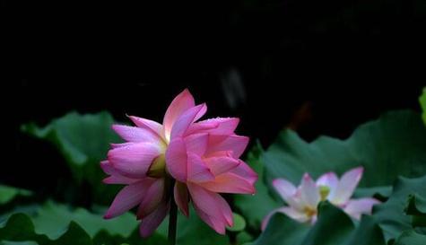 并蒂莲的花语是什么？并蒂莲象征着什么？