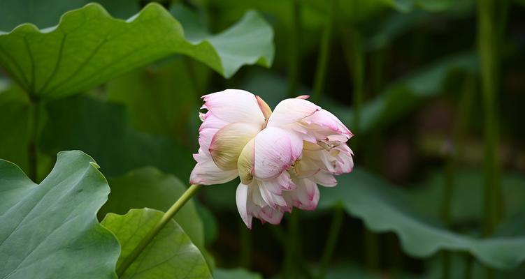 并蒂莲的花语是什么？并蒂莲象征着什么？