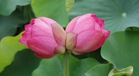 并蒂莲的花语是什么？并蒂莲象征着什么？