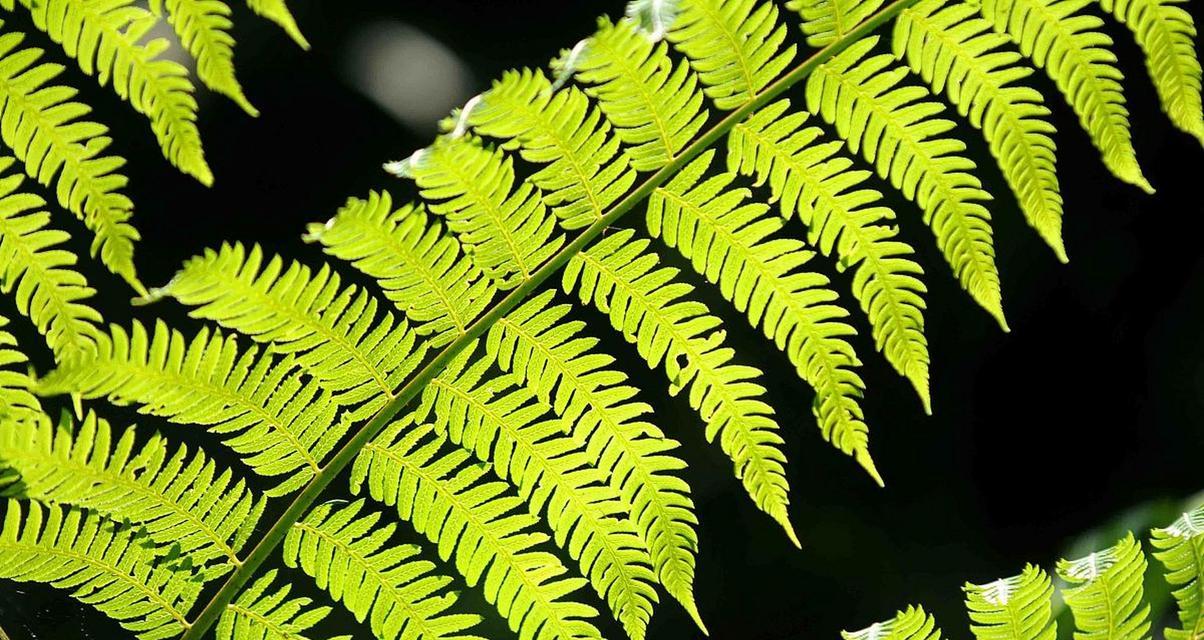 单子叶植物有哪些代表种类？它们的特点是什么？
