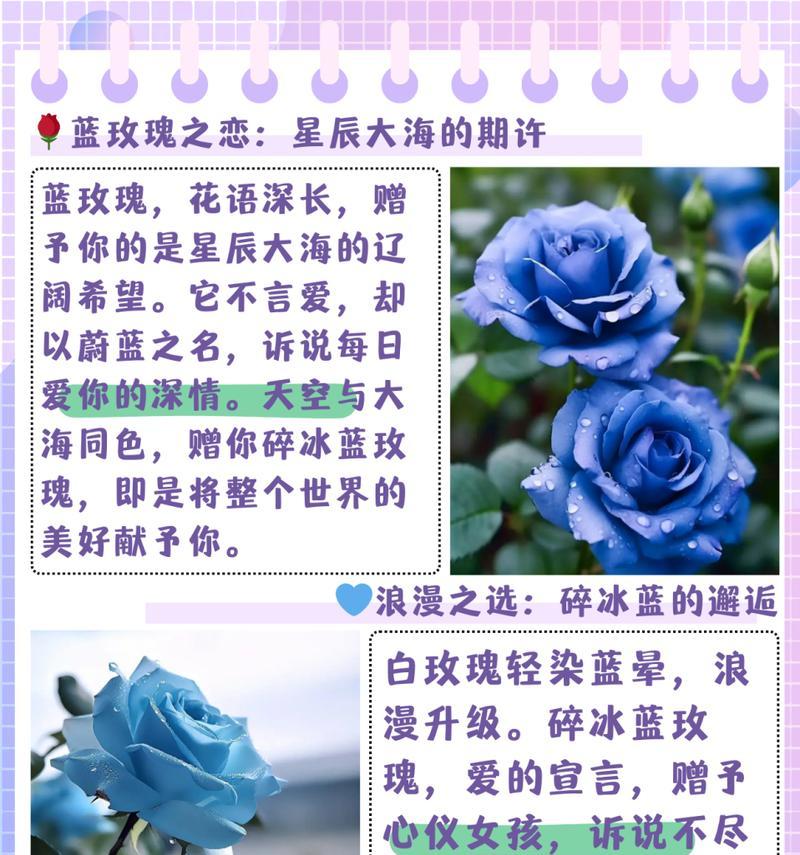 暗黑玫瑰花寓意什么？这种颜色的玫瑰花在花语中代表了什么？