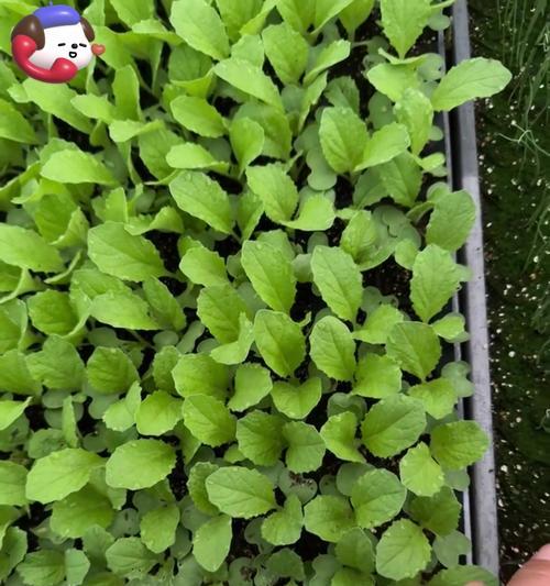 单子叶植物有哪些代表种类？它们的特点是什么？