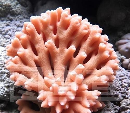植物珊瑚怎么养？它们的生长条件和护理方法是什么？