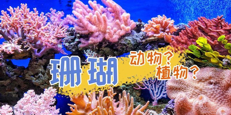 植物珊瑚怎么养？它们的生长条件和护理方法是什么？