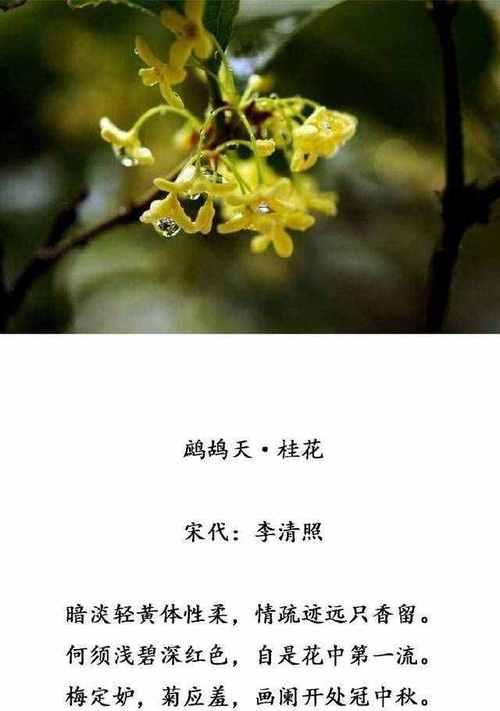 空白处的花语是什么？缺失信息的花语有何特别含义？