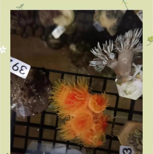 植物珊瑚怎么养？它们的生长条件和护理方法是什么？
