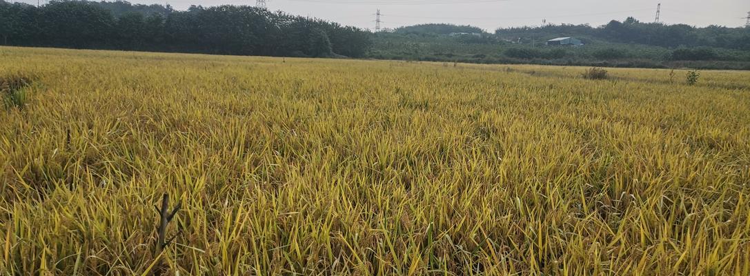 田野秋收果实有哪些植物？它们的营养价值如何？