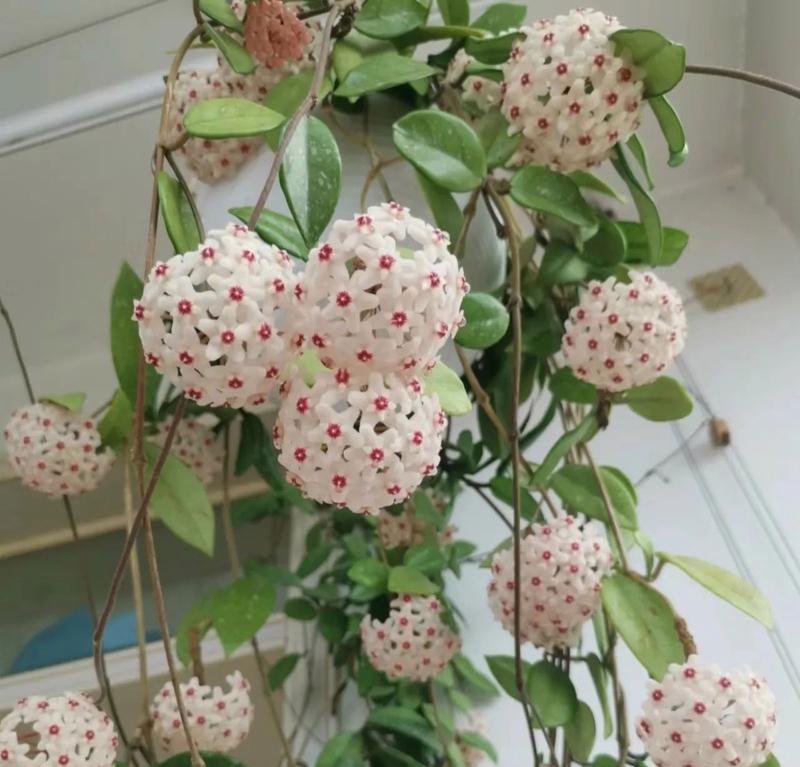 养球藻适合哪种盆栽植物？