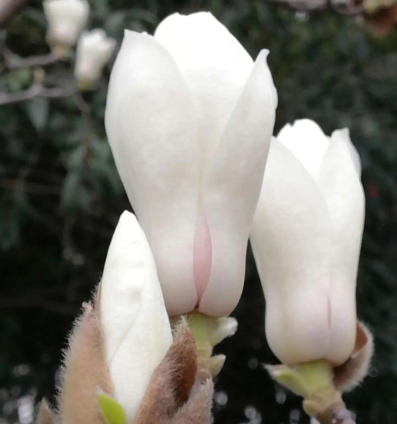 哪种花象征纯洁无瑕？