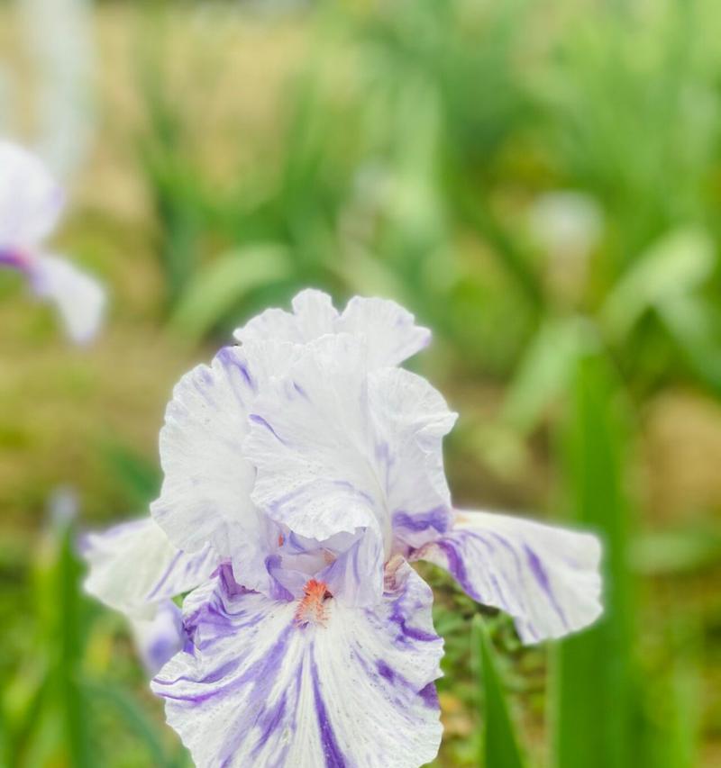 哪种花象征纯洁无瑕？