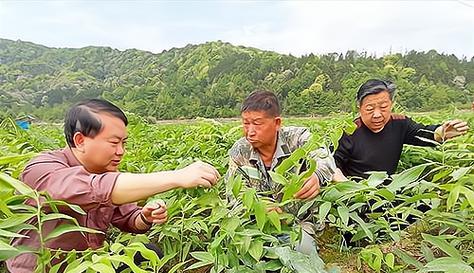 关中中药植物有哪些名字？关中地区常见的中药植物有哪些？