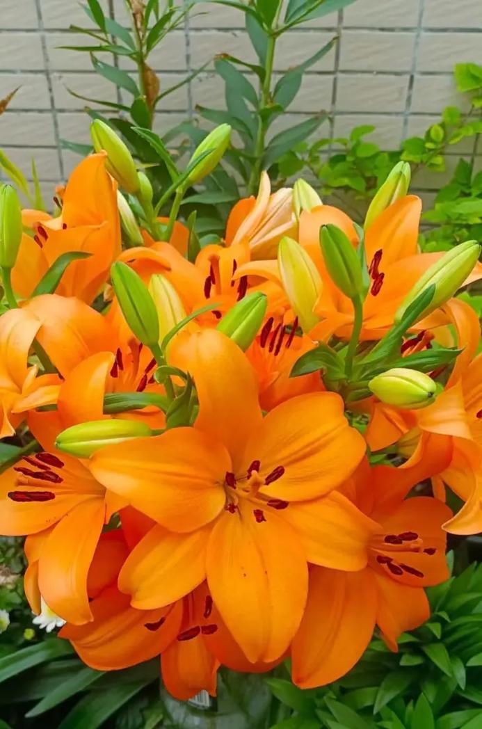 百合花象征着什么含义？