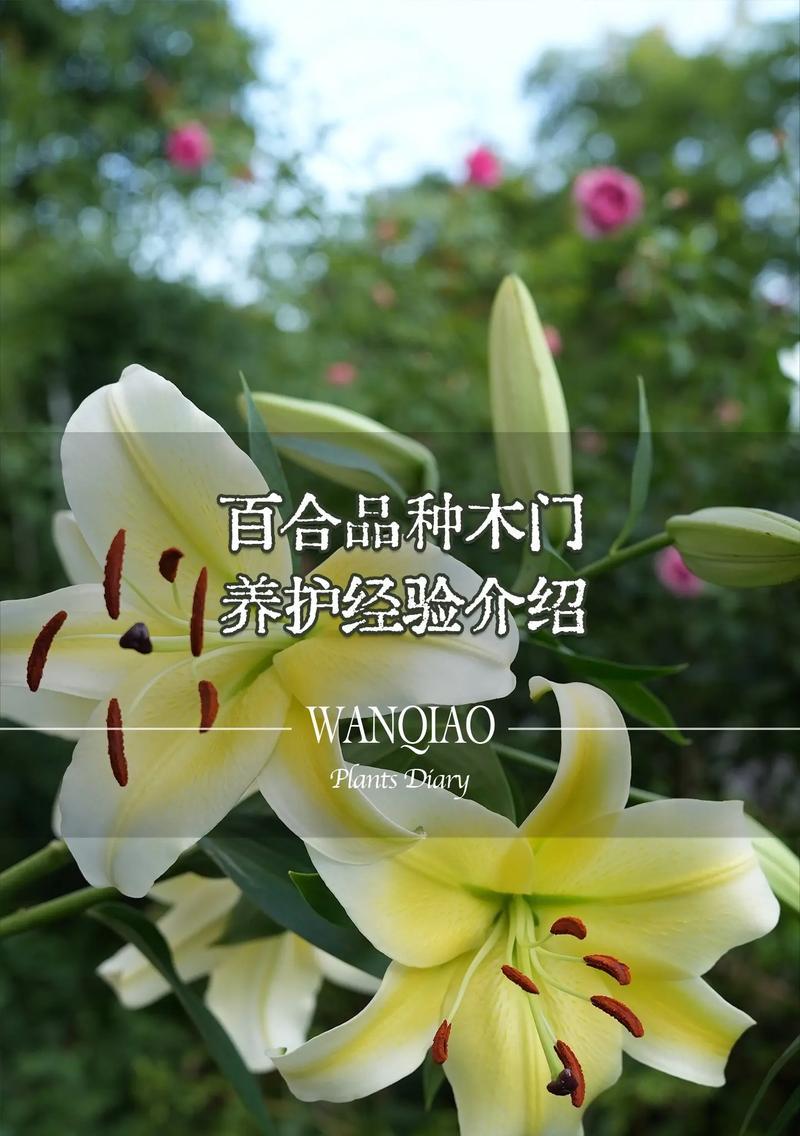 百合花象征着什么含义？