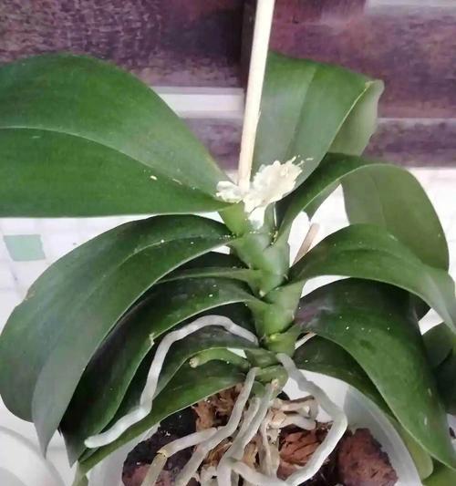 花卉叶子黑腐如何治疗？使用什么药物最有效？