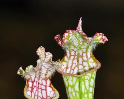 小瓶子里适合养的花卉种类有哪些？