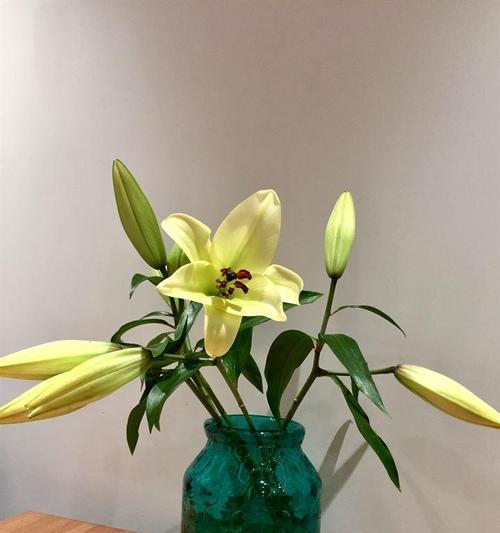 小瓶子里适合养的花卉种类有哪些？