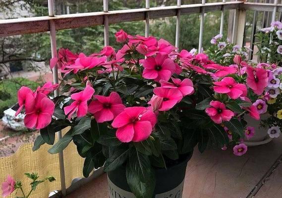 9月份适合播种哪些花卉？播种花卉的准备工作有哪些？